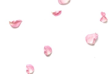 Fototapeta premium Blurred a group of sweet pink rose corollas on white isolated with copy space and softy style 