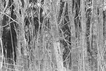 Black and White photo of a Old wooden fence post with barbwire in a pasture 