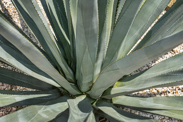 Blue Agave plant Agave tequilana plant to distill Mexican tequila liquor