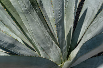 Blue Agave plant Agave tequilana plant to distill Mexican tequila liquor