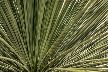 Long leaves of a cactus. Close up of desert plant