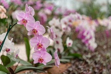 Blooming pink orchid. Beautiful bunch of lovely tropical flowers 