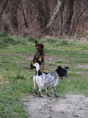 dog is waiting for a friend