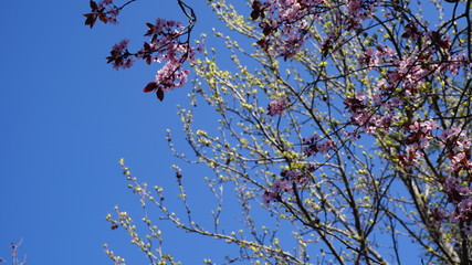 cherry tree blossom