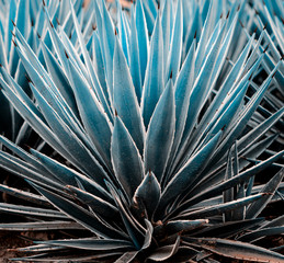 Agave plants, palms and succulents in the tropical garden.