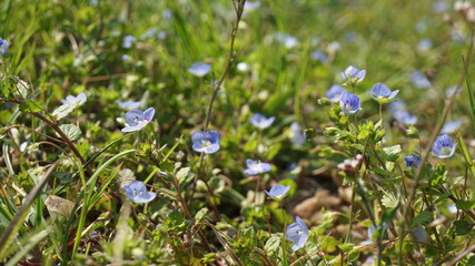 spring blue flowers