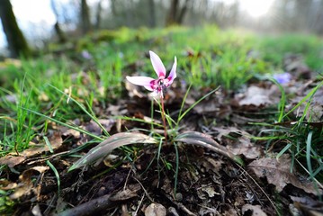spring flower