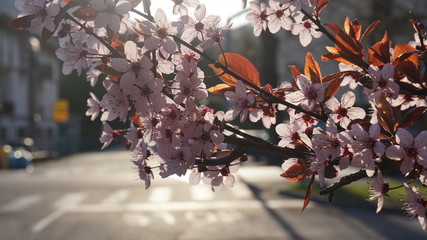 cherry tree in blossom