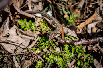 Green lizard on leaves in the middle of the field.