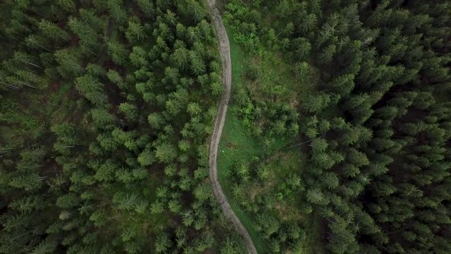 A path that passes through a fir forest. A panorama filmed with the drone above a fir forest