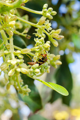 Wasp On Avocado Blossoms