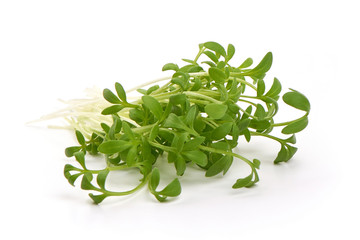 Fresh radish microgreens, isolated on white background