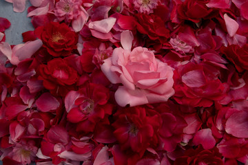 carpet of pink roses and petals