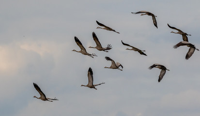 Common Crane (Grus grus) in flight