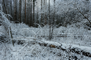 Wintertime landscape of snowy coniferous stand