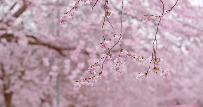 cherry blossom branch in spring in the wind
