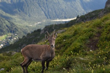 ibex in the mountains