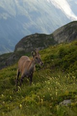 chamois in the mountains