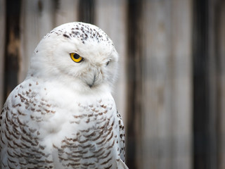 Close up portrait of big beautiful owl with big eyes