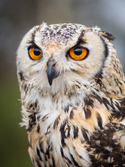 Close up portrait of big beautiful owl with big eyes