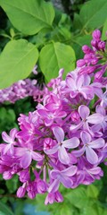 flowers in the garden. A branch of lilac on the background of bright green foliage. Symbolic contrasting picture of spring, youth, flowering. Tenderness of fragility of flower petals