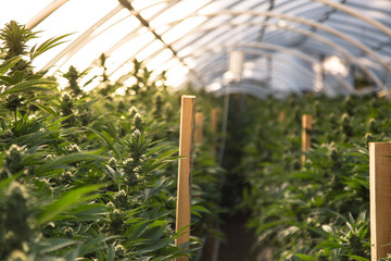 Marijuana Farm Industry - weed and commercial cannabis 