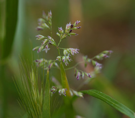 Obraz premium purple flowers in the garden grass