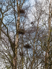 Witches' broom on Uk tree.