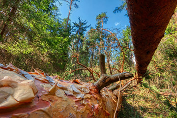 Fototapete bei efototapeten.de bestellen   