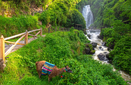 A llama (lama glama) with colorful textile by the Peguche waterfall and river, Otavalo, Ecuador.