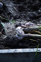Harvested home-grown garlic, close-up