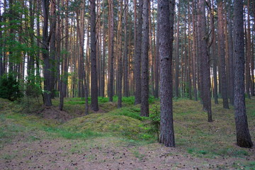 Obraz premium Early morning with sunrise in pine forest