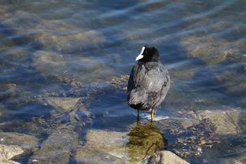 wasservogel