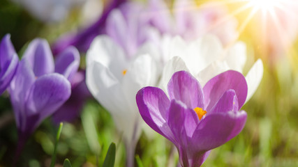 Spring awakening background - Blossoming purple white crocuses on a green meadow illuminated by the morning sun, with space for text
