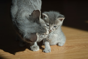 little cute gray kitten with a gray cat Russian blue breed
