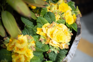 Yellow Begonia
