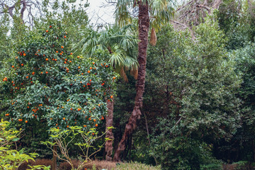 Fototapeta premium The National Garden is a public park in Athens city