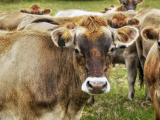 Cow head portrait cows on pasture near farm cattle breeding