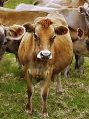 Cows on pasture near farm cattle breeding dairy cows