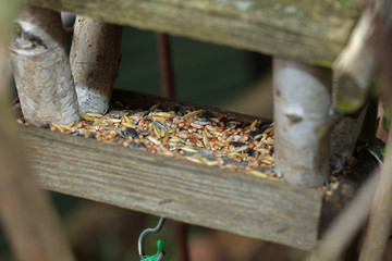 Vogelhaus mit Futter gefüllt