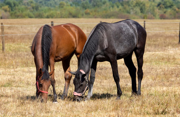 Horses