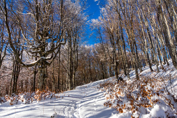 Frozen trees