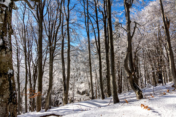 Frozen trees
