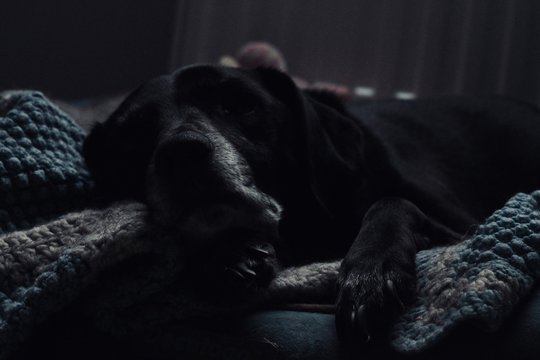 Mon labrador