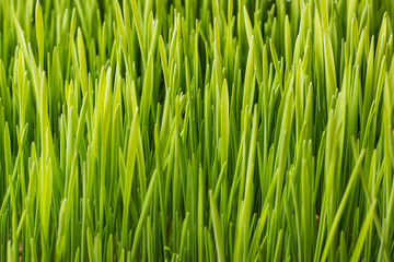 Fototapeta na wymiar Fresh green grass close up shot from above