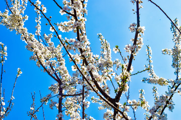 White plum blossoms in a sunny spring day against blue sky