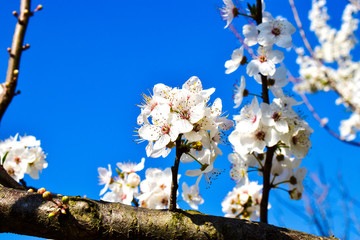 White plum blossoms in a sunny spring day against blue sky