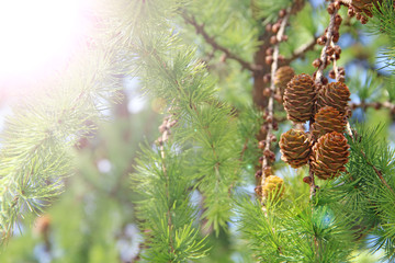 Pine cones on branches. Brown pine cone of pine tree. Growing cones close up. Larch cones growing in row on branch with needles. Fresh fruits of coniferous tree