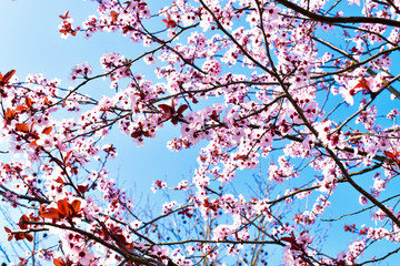 Pink Japanese cherry blossoms in a sunny spring day against blue sky