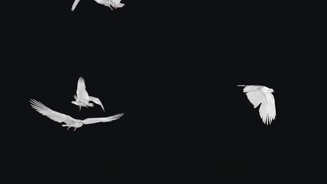White Doves - Flying Flock - Five Birds - Transparent Transition